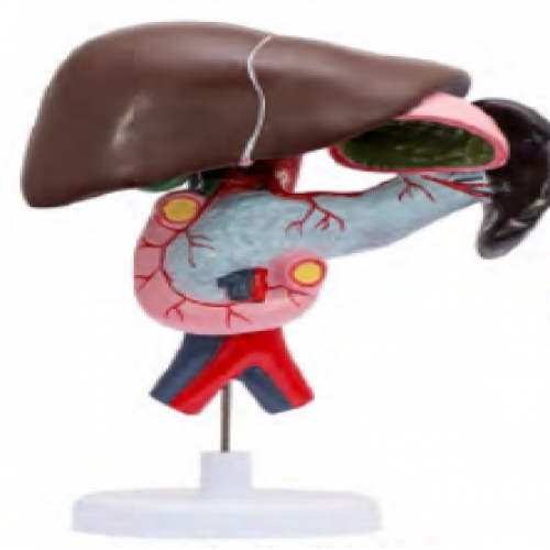 十二指腸、胰、脾、膽解剖模型