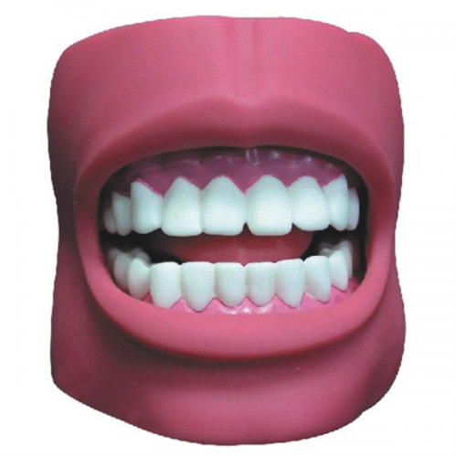 牙護(hù)理保健模型（帶臉頰，自然大）