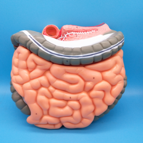 結(jié)腸空、回腸解剖模型（大腸解剖模型）